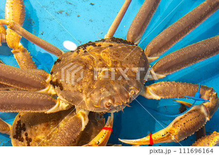 【#城崎】津居山かに 111696164