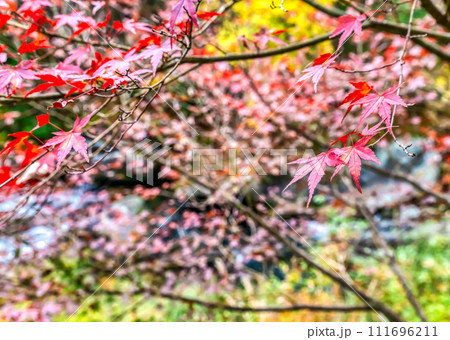 山梨県　紅葉の御嶽昇仙峡 111696211
