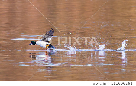 The common goldeneye - Bucephala clangula. Bird running on the water. The common goldeneye - Bucephala clangula. Bird running on the water. 111696261