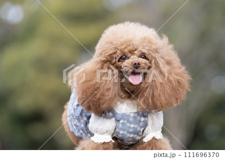切り株にのって微笑むのトイプードルのチロルのバストアップ 111696370