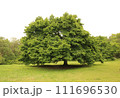 大きな木 111696530