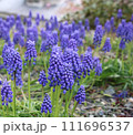 可愛い小花のムスカリ 111696537