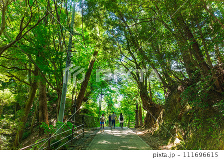 高尾山 登山道 高尾山 登山道 111696615