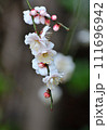 白い梅の花 111696942