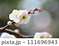 白い梅の花 111696943