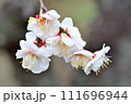 白い梅の花 111696944