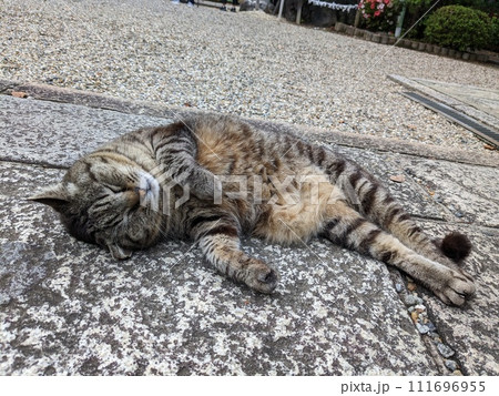お寺でぐっすり眠るキジトラねこ お寺でぐっすり眠るキジトラねこ 111696955