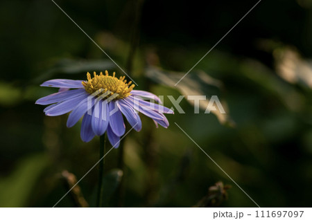 秋の野原に咲く菊科の薄紫色の花 111697097