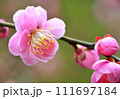 美しいピンクの梅の花 111697184