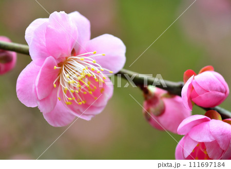 美しいピンクの梅の花 111697184