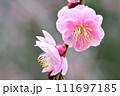 美しいピンクの梅の花 111697185