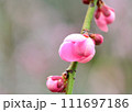 美しいピンクの梅の花 111697186