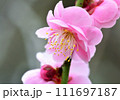 美しいピンクの梅の花 111697187