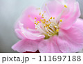 美しいピンクの梅の花 111697188