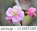 美しいピンクの梅の花 111697189