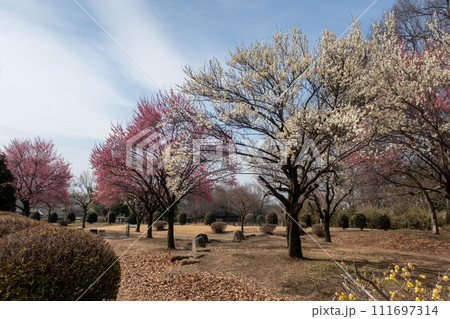 前橋市　大室公園の梅林 111697314