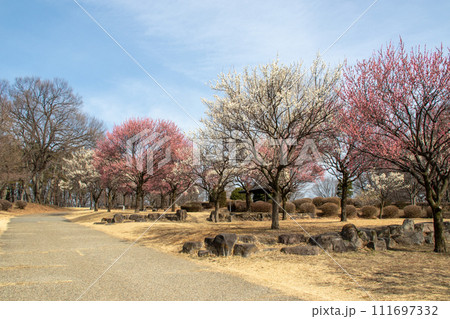 前橋市 大室公園の梅林 前橋市 大室公園の梅林 111697332