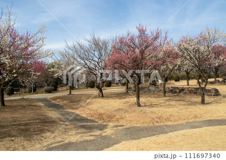 前橋市 大室公園の梅林 前橋市 大室公園の梅林 111697340