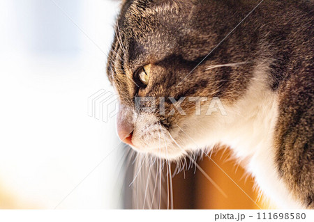 窓辺で外を眺める猫 窓辺で外を眺める猫 111698580