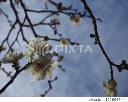 太陽で透けて見える梅の花びら 太陽で透けて見える梅の花びら 111698844