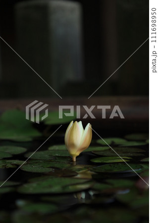 一輪のすいれんの花 111698950