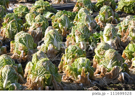 2月の白菜畑 2月の白菜畑 111699328