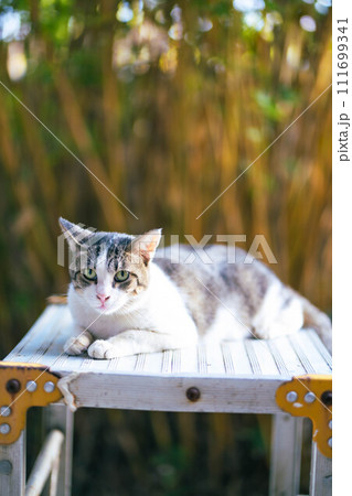 ベンチで眠る猫 111699341