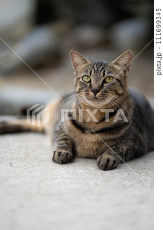 見つめる猫 111699345