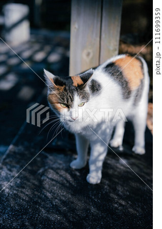 見つめる猫 見つめる猫 111699359