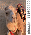 ラクダ 111699490