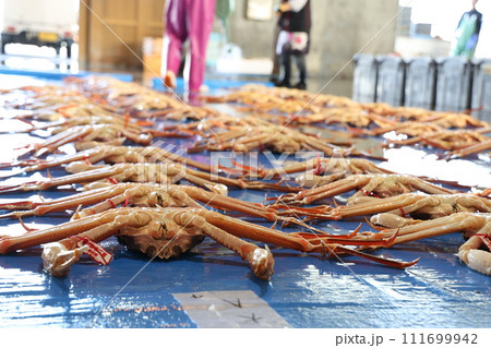 競り 競り 111699942