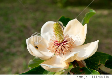 ホオノキの花6_2023_5月 ホオノキの花6_2023_5月 111700110