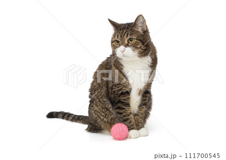 Grey, striped cat sits with a pink tangle 111700545
