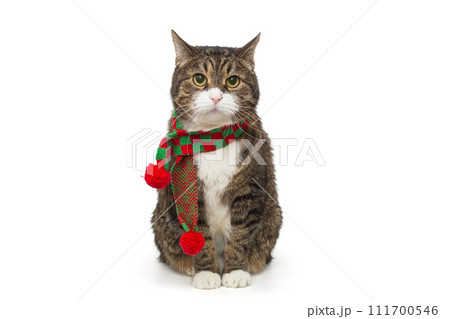 Grey, striped cat in a red scarf 111700546