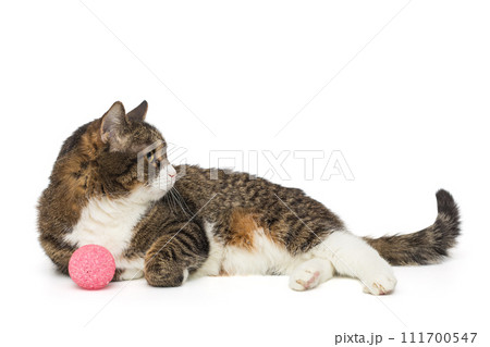 Grey, striped cat lies on its side with a pink ball 111700547