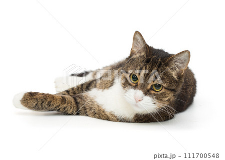 Grey, striped cat lies on its side Grey, striped cat lies on its side 111700548