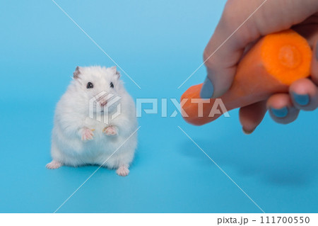 Dzungarian white hamster and fresh carrots Dzungarian white hamster and fresh carrots 111700550