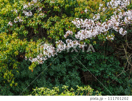 響灘緑地・グリーンパークの桜(北九州市若松区) 響灘緑地・グリーンパークの桜(北九州市若松区) 111701202