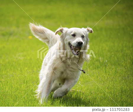 公園で遊ぶ犬 公園で遊ぶ犬 111701283