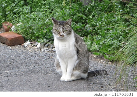 さくら猫 地域猫 左耳v字型カット メス猫 さくら猫 地域猫 左耳v字型カット メス猫 111701631