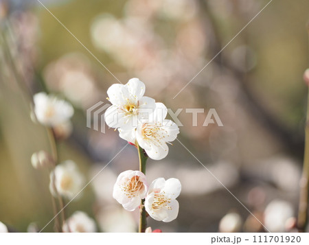 梅の花 111701920