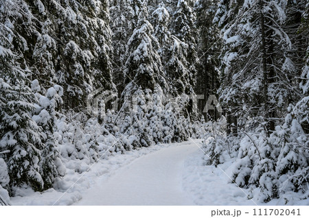 beautiful winter forest. beautiful snowy tree branches beautiful winter forest. beautiful snowy tree branches 111702041