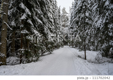 beautiful winter forest. beautiful snowy tree branches 111702042