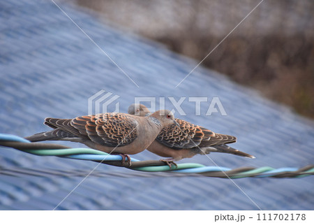 つがいのキジバト 111702178