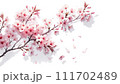 桜色の季節2 111702489