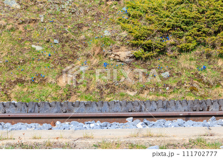 Close-up of the cogwheel railway tracks 111702777