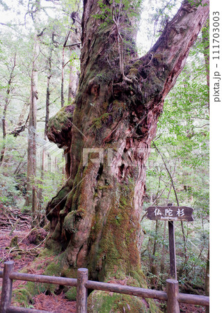 屋久島　ヤクスギランド　仏陀杉 111703003