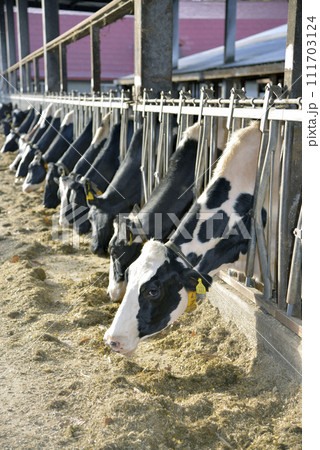 牛舎に並んで餌を食べる乳牛 牛舎に並んで餌を食べる乳牛 111703124