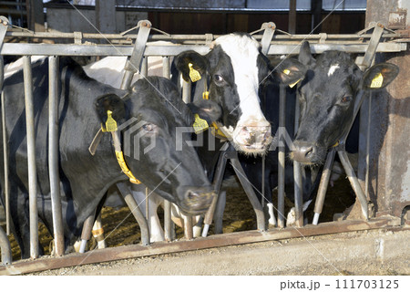 牛舎に並んで餌を食べる乳牛 牛舎に並んで餌を食べる乳牛 111703125