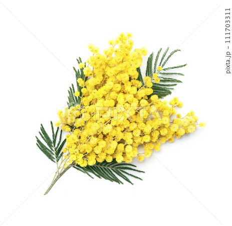 Mimosa flower on white backgrounds Mimosa flower on white backgrounds 111703311